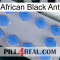 African Black Ant 21